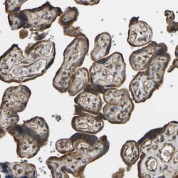 OS9 Antibody, Novus Biologicals 0.1mL; Unlabeled:Antibodies, Polyclonal